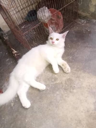 Persian cat golden eyes white color single Cote