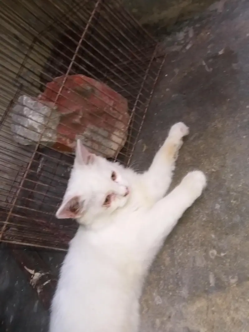 Persian cat golden eyes white color single Cote — photo 3