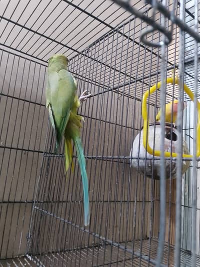 Kahta parrot for sale female