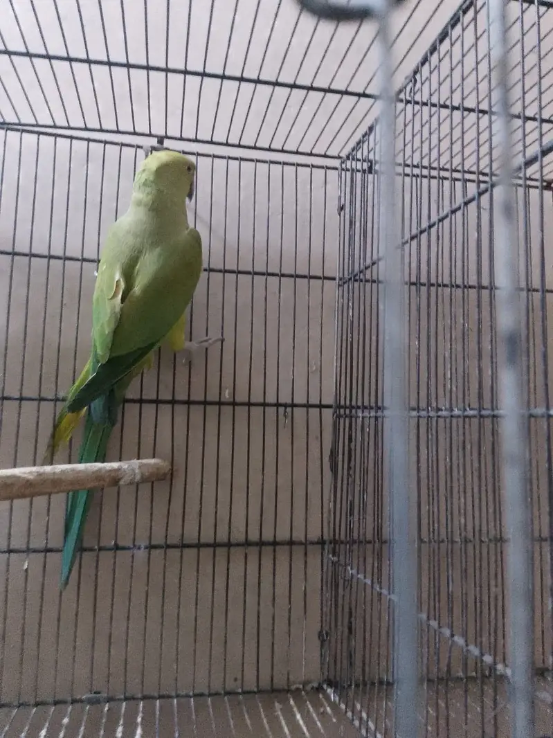 Kahta parrot for sale female — photo 2
