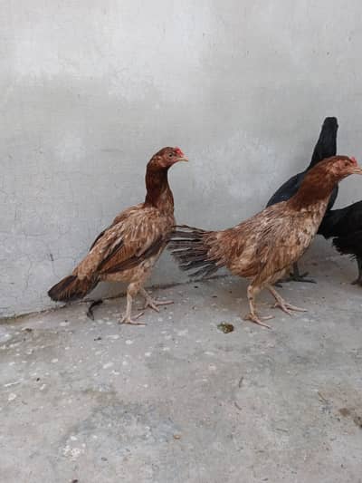 4 pure Desi Ando wali murghia or misri patha for sale