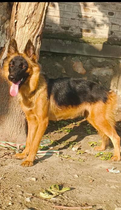 German Shepherd female breeder for sale