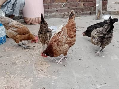 total 7 ha sare anda dati ha fee pec 2k