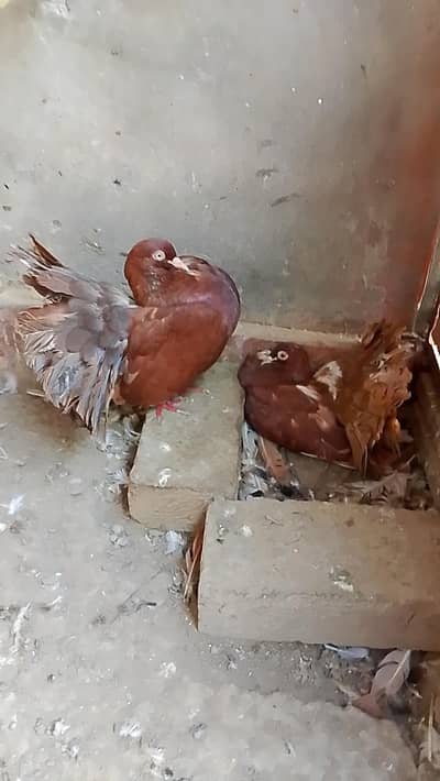 Fantail Pigeon