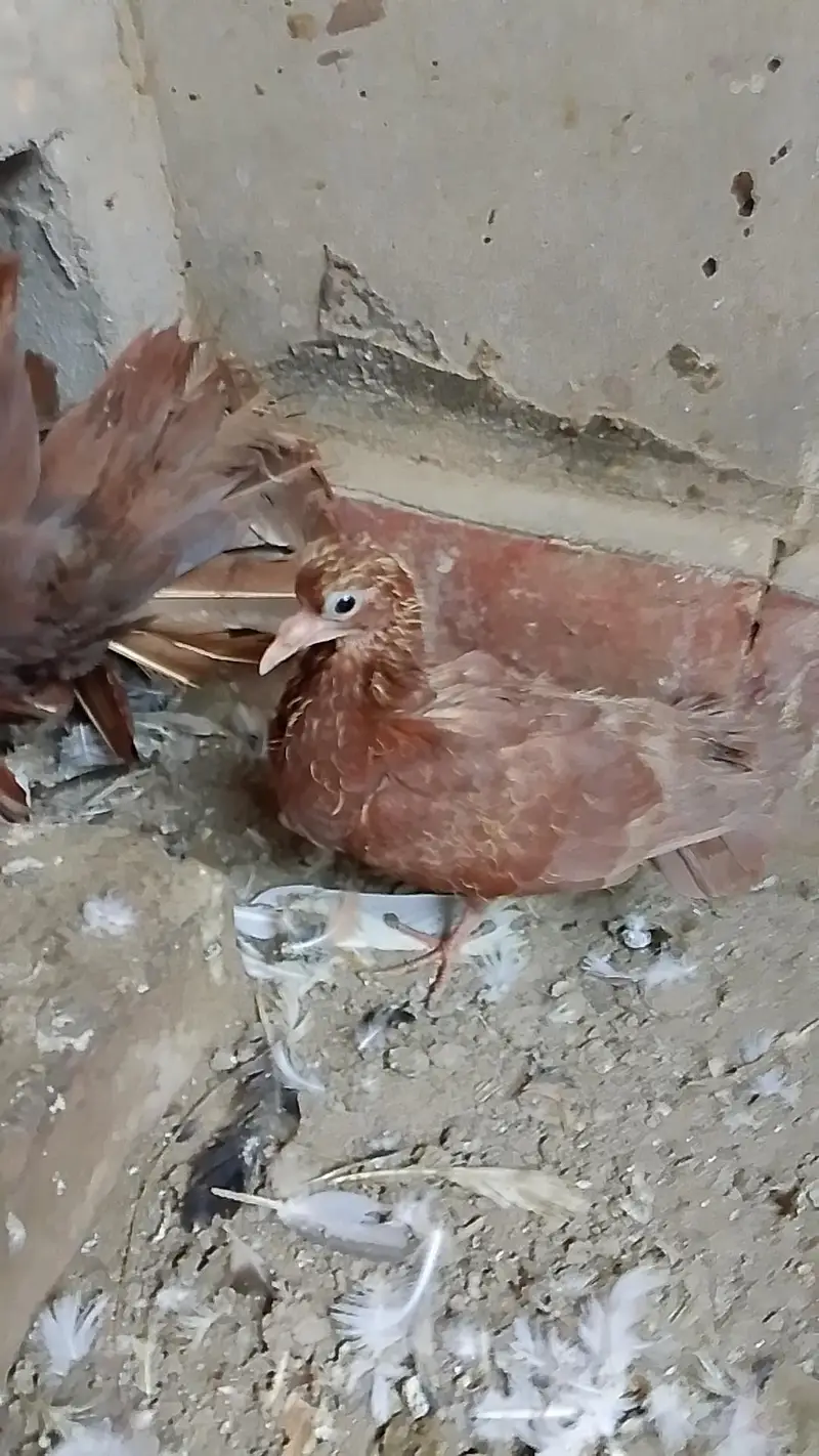 Fantail Pigeon — photo 2