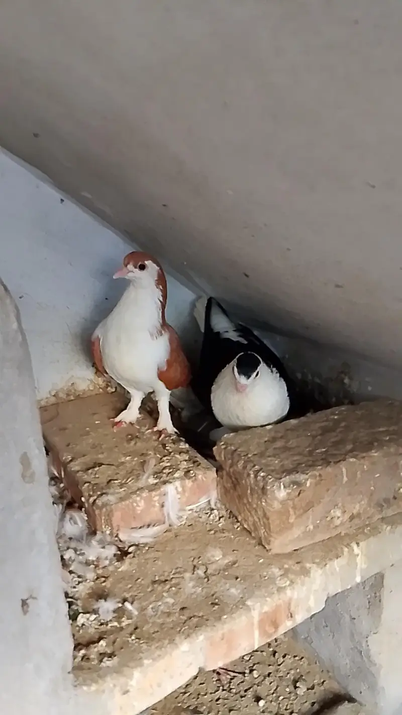 Fantail Pigeon — photo 3