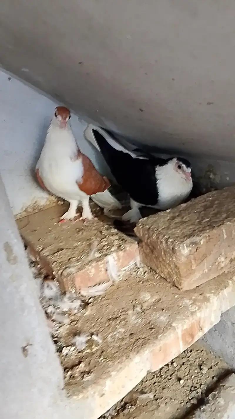 Fantail Pigeon — photo 4