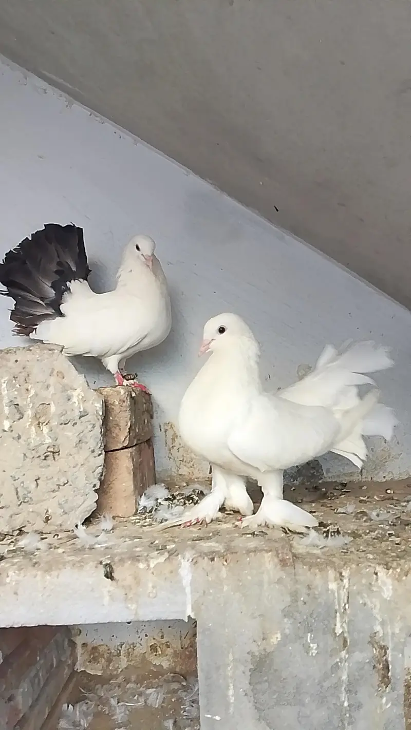 Fantail Pigeon — photo 5