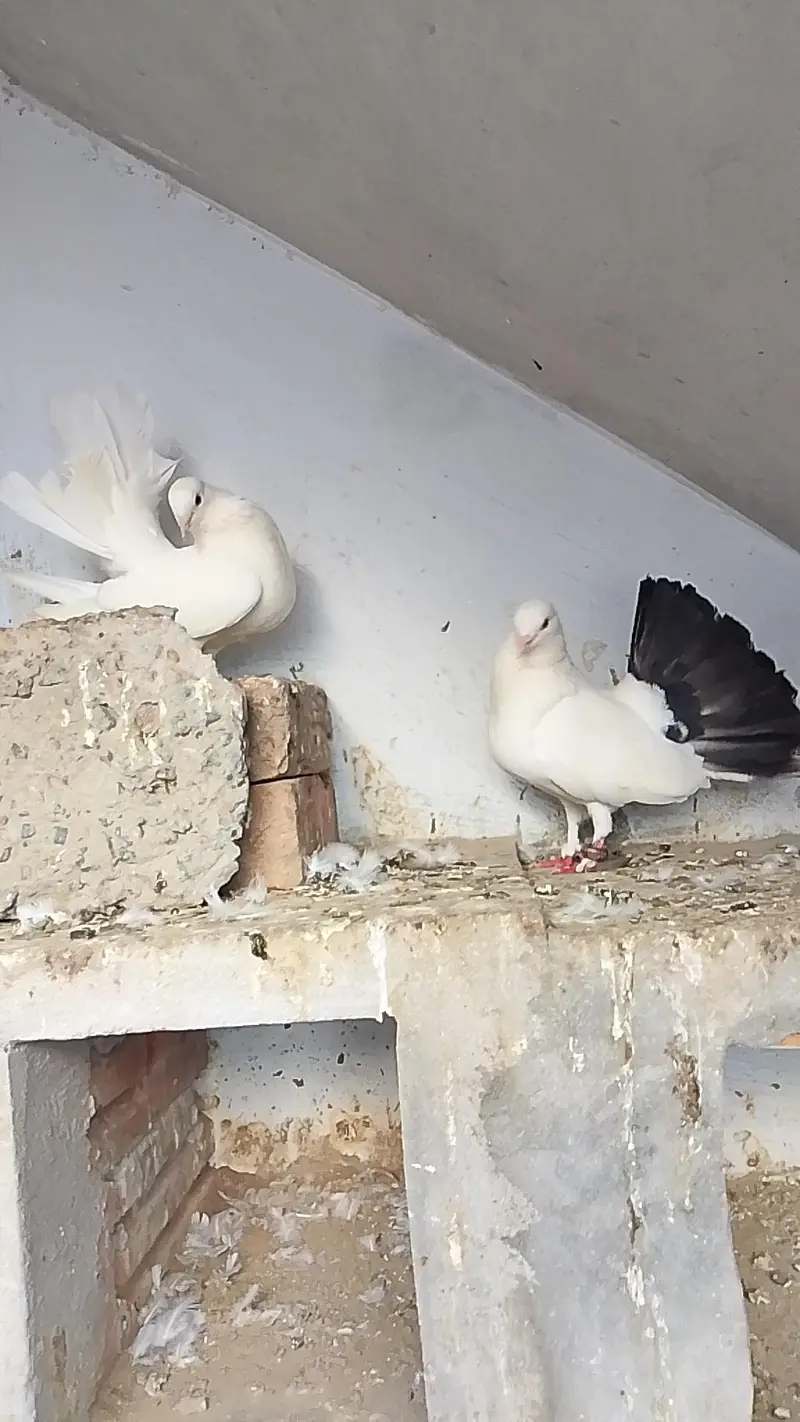 Fantail Pigeon — photo 6