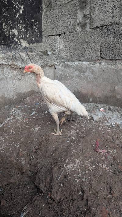 Aseel Heera male & desi female cross
