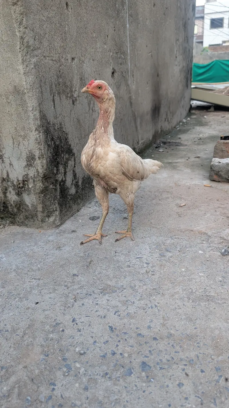 Aseel Heera male & desi female cross — photo 2