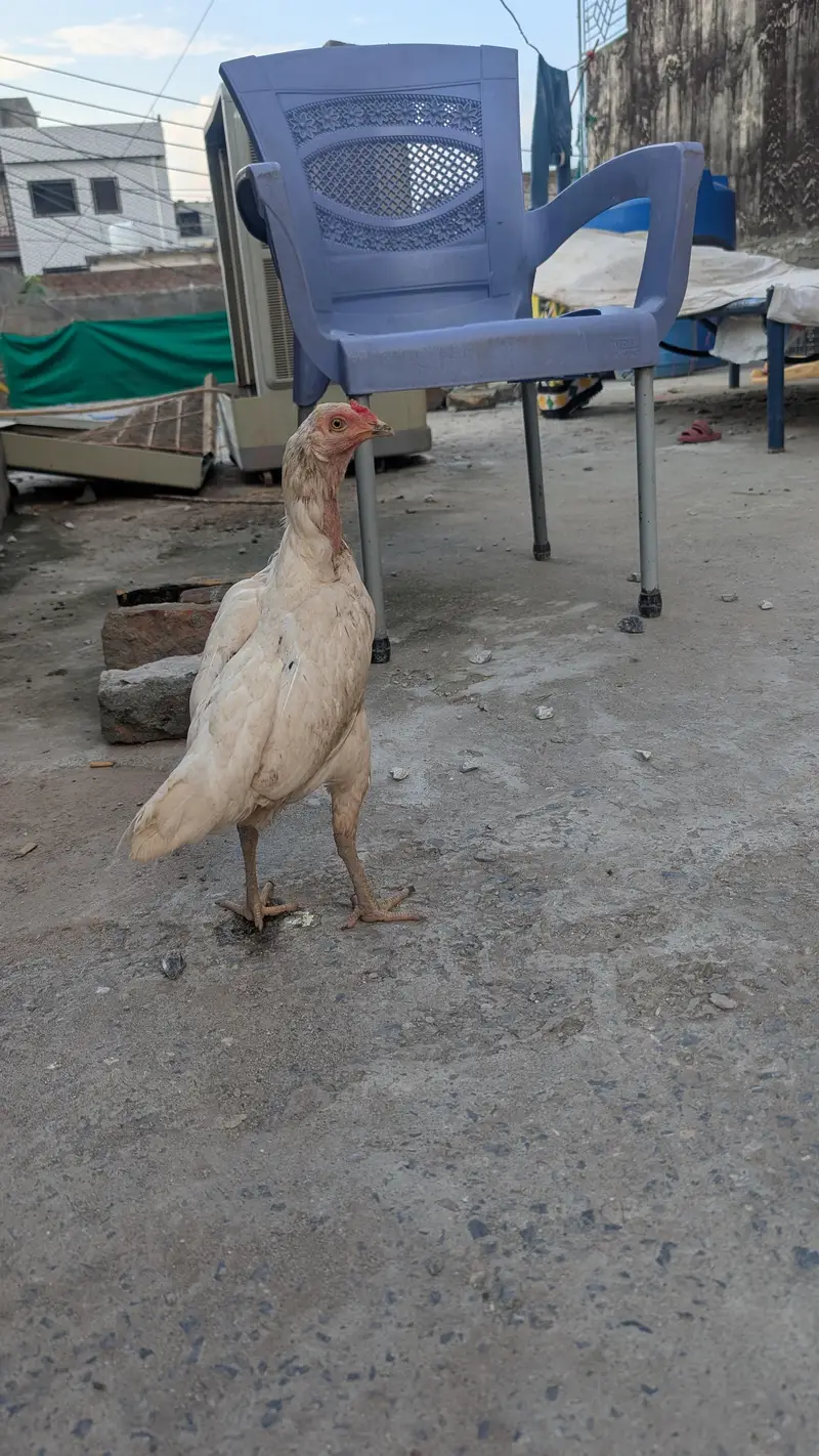 Aseel Heera male & desi female cross — photo 3