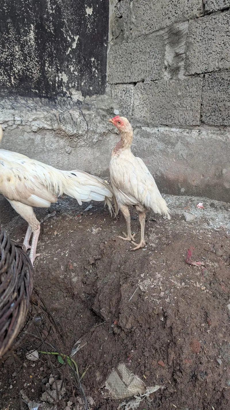 Aseel Heera male & desi female cross — photo 4