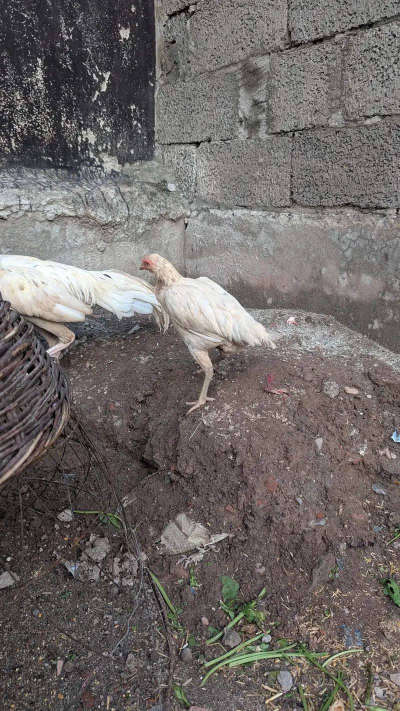 Aseel Heera male & desi female cross — photo 5
