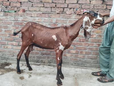 pure betal bakri