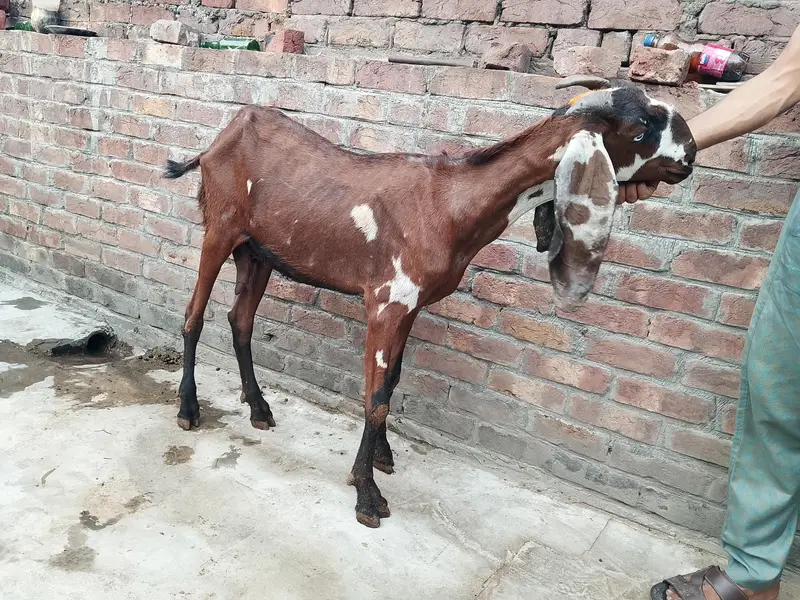 pure betal bakri — photo 2
