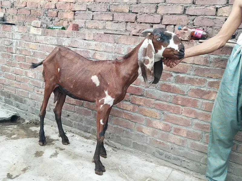 pure betal bakri — photo 3
