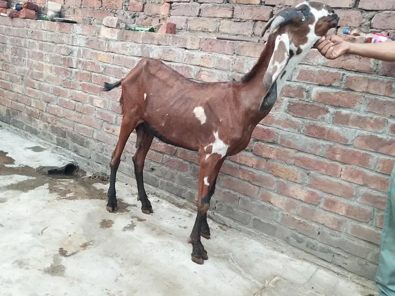 pure betal bakri — photo 4