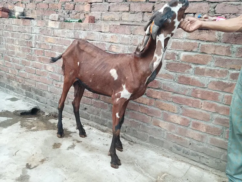 pure betal bakri — photo 5