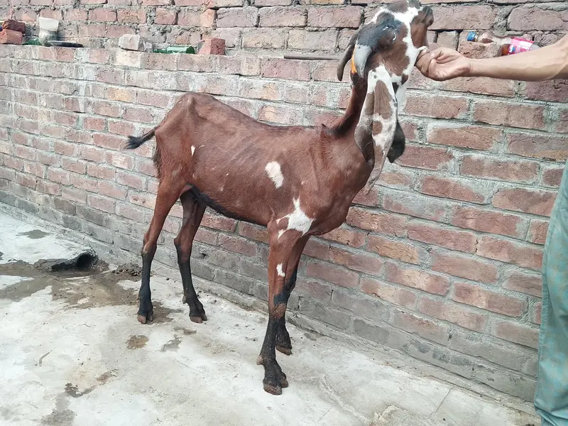 pure betal bakri — photo 6