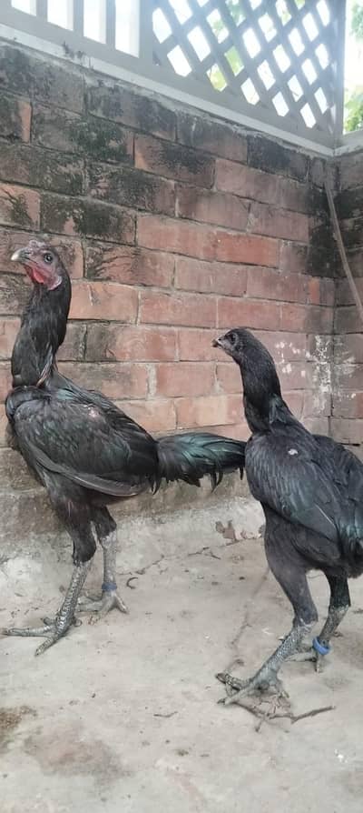 black skin dragon pair
