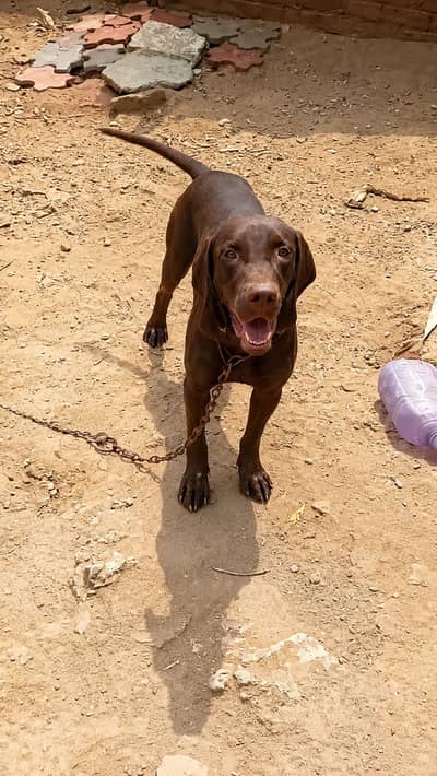 Pointer Dog one of the best dog breed
