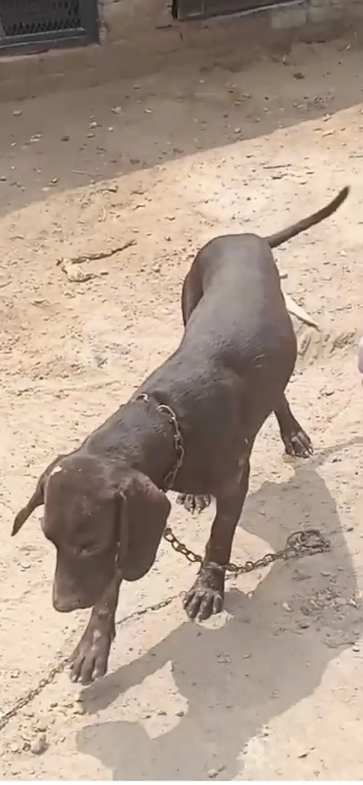 Pointer Dog one of the best dog breed — photo 2