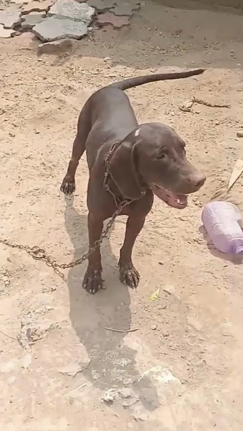 Pointer Dog one of the best dog breed — photo 3