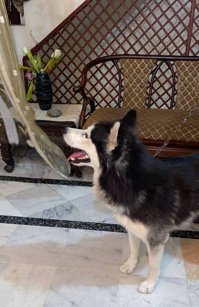 husky