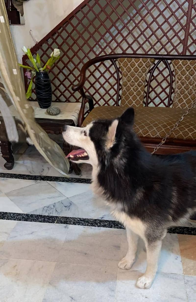 husky 0