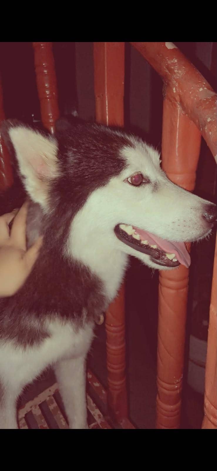 husky 1