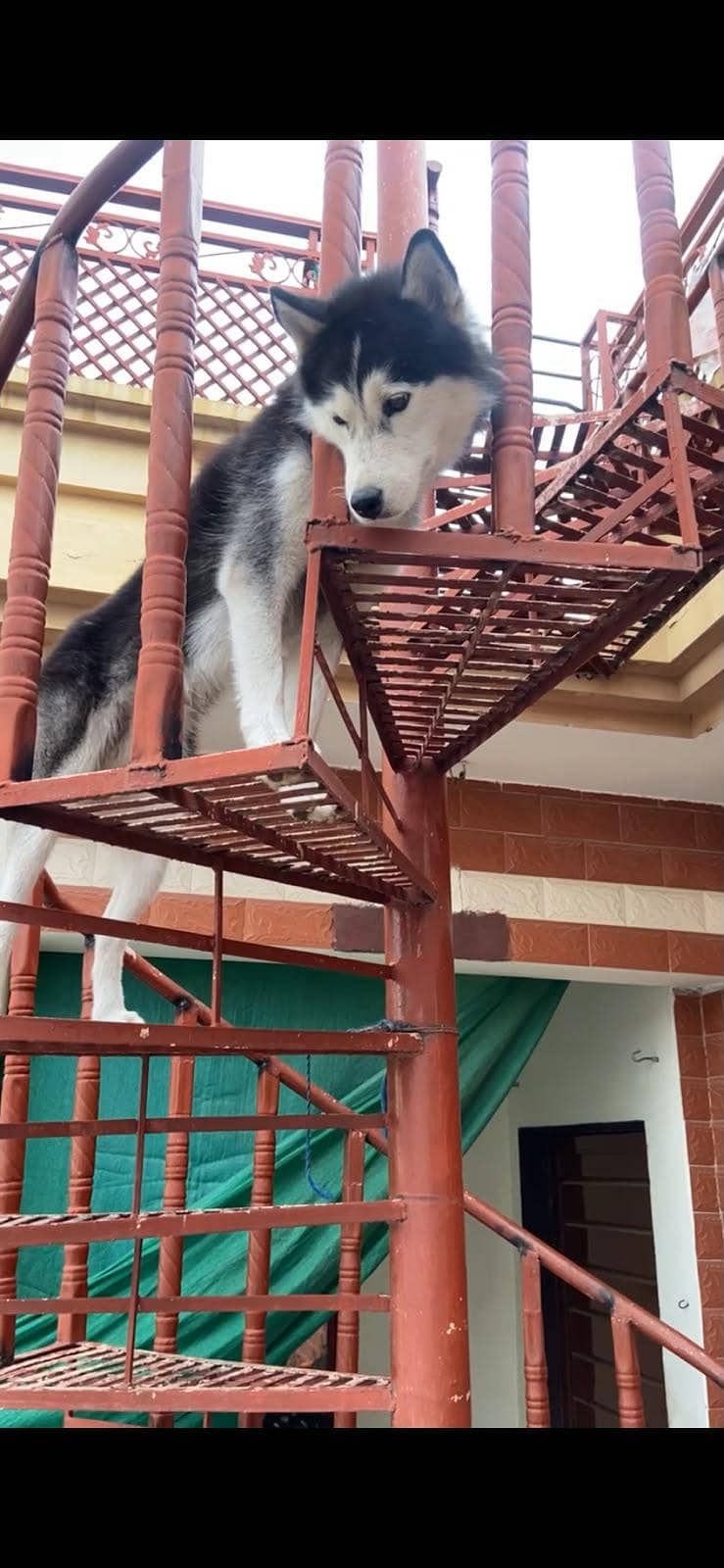 husky 2