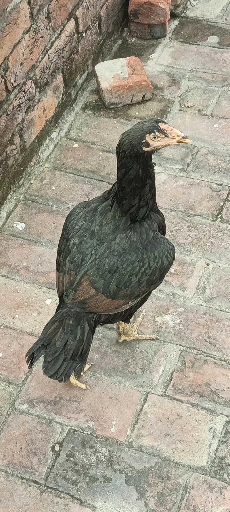 asel murgi — photo 3