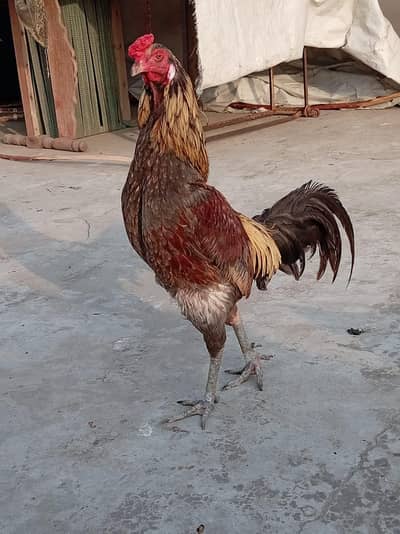 Yar bhut hi pyara Murga ha mashallah sa