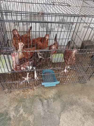 chicks for sale