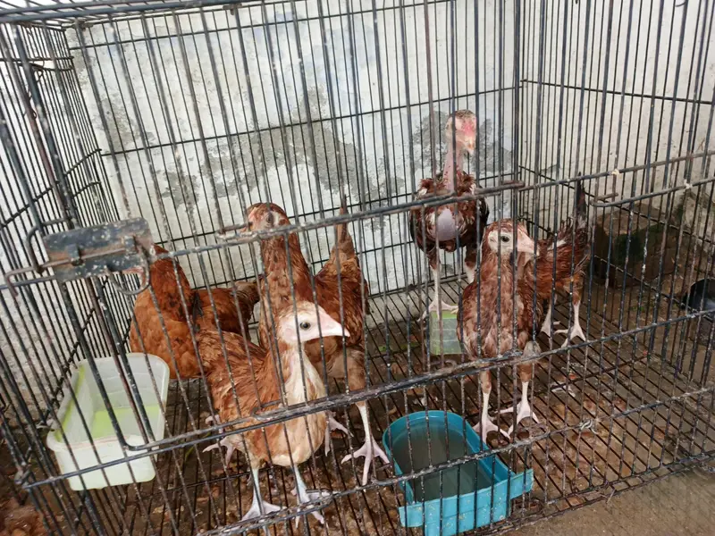 chicks for sale — photo 2