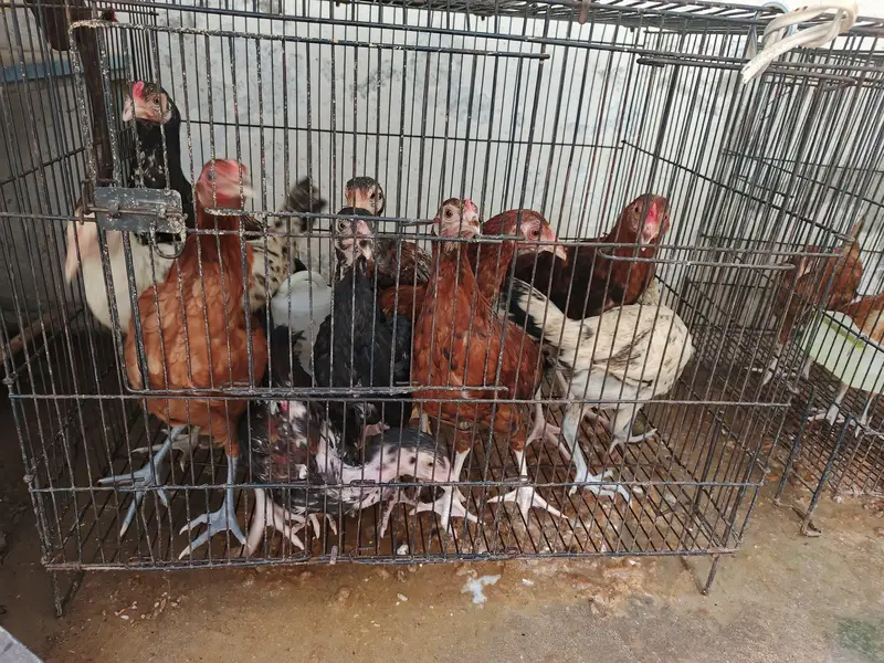 chicks for sale — photo 3