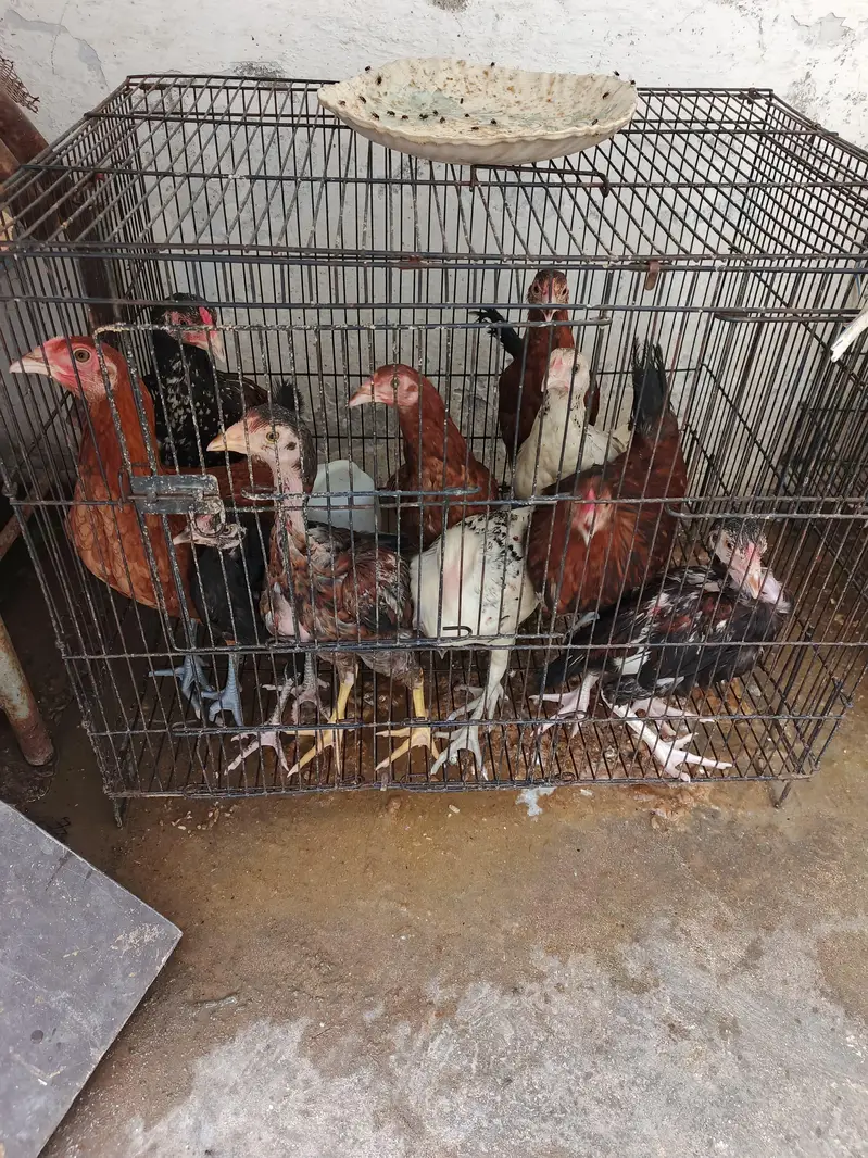 chicks for sale — photo 4