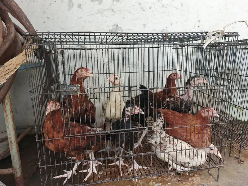 chicks for sale — photo 5