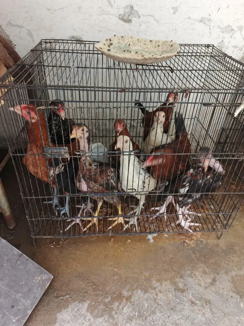 chicks for sale — photo 6