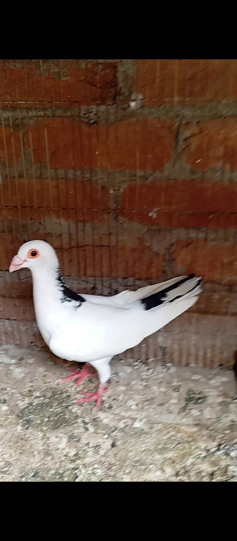 Qasid 5