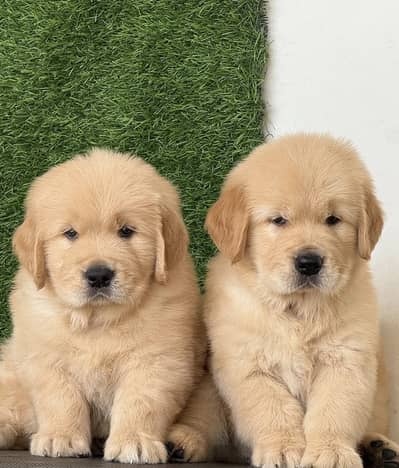 Golden retriever puppies 92@313*9363*417