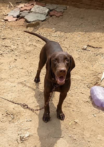 Pointer Dog one of the best dog breed