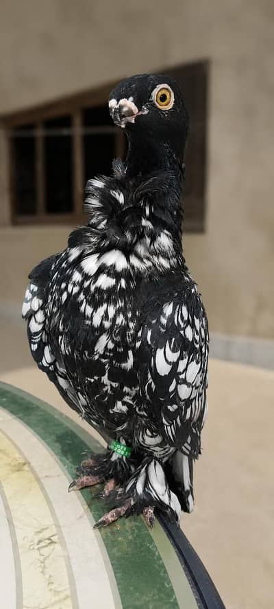Modern Oriental Frill Blondinette PunchFace Fancy PIGEON