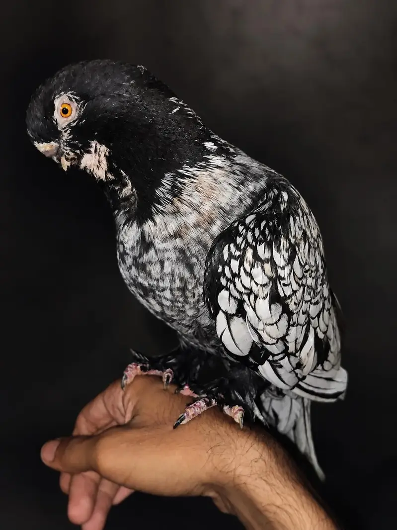 Modern Oriental Frill Blondinette PunchFace Fancy PIGEON — photo 2