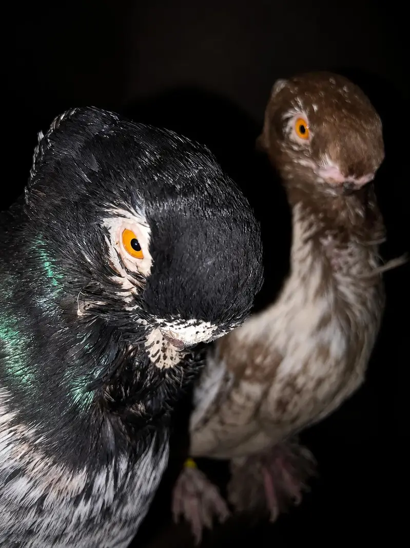 Modern Oriental Frill Blondinette PunchFace Fancy PIGEON — photo 3