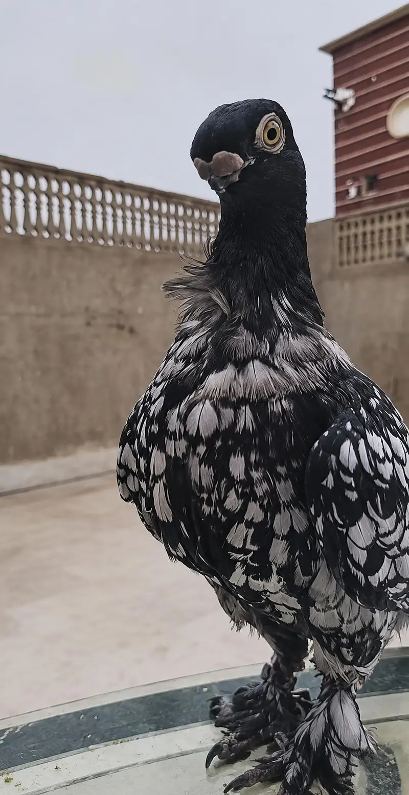 Modern Oriental Frill Blondinette PunchFace Fancy PIGEON — photo 5