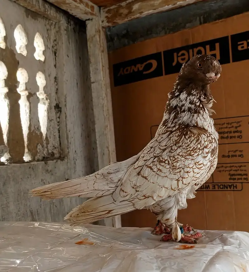 Modern Oriental Frill Blondinette PunchFace Fancy PIGEON — photo 6