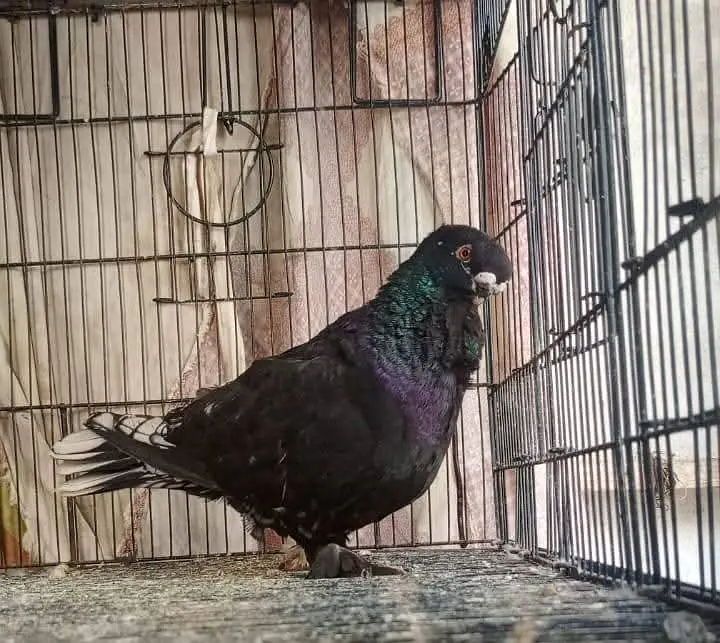 Modern Oriental Frill Blondinette PunchFace Fancy PIGEON — photo 7