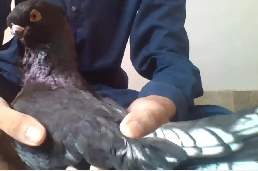 Modern Oriental Frill Blondinette PunchFace Fancy PIGEON — photo 8